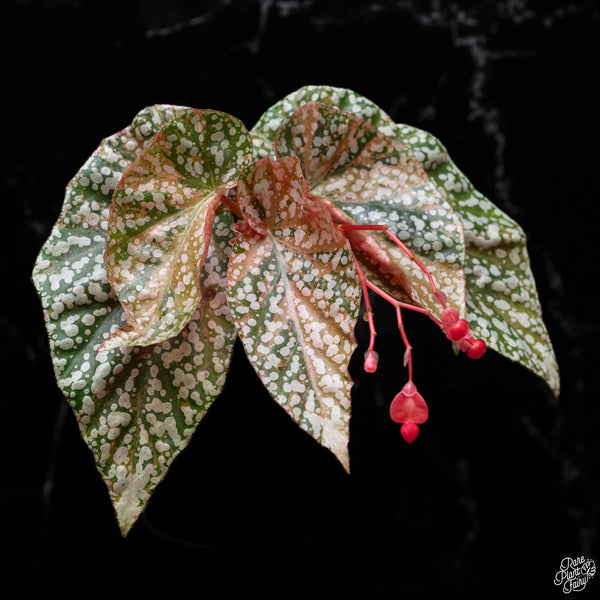 Begonia 'Snow Capped' variegated (1A)