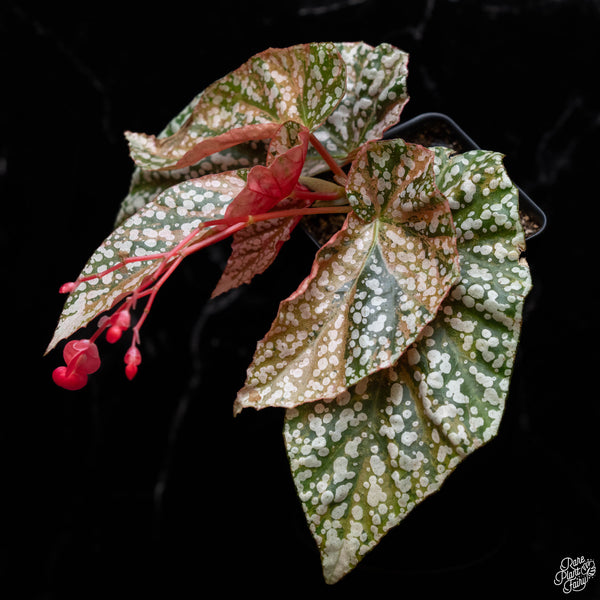 Begonia 'Snow Capped' variegated (1A)