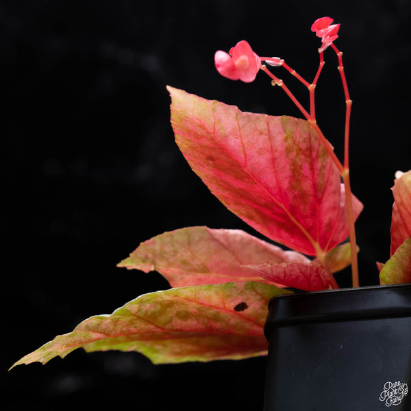 Begonia 'Snow Capped' variegated (1A)