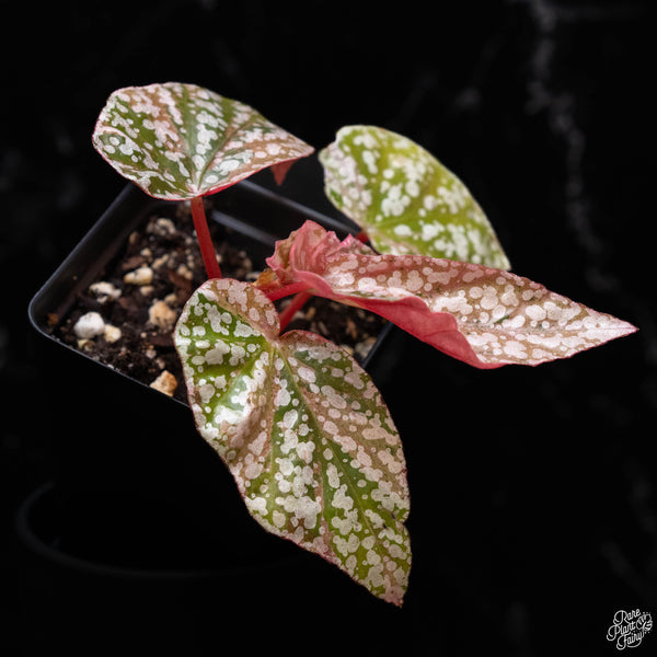 Begonia 'Snow Capped' variegated (1B)