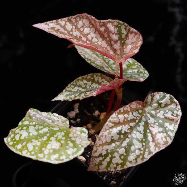 Begonia 'Snow Capped' variegated (1B)