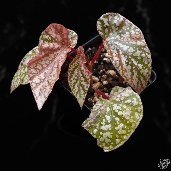 Begonia 'Snow Capped' variegated (1B)