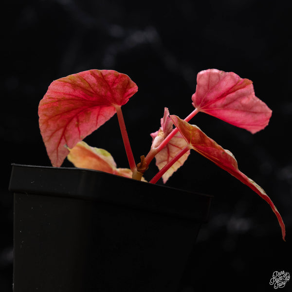 Begonia 'Snow Capped' variegated (1B)