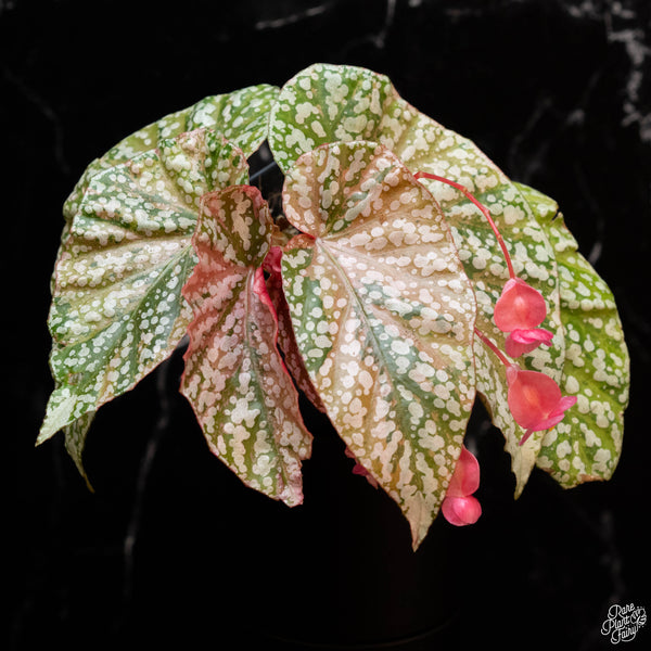 Begonia 'Snow Capped' variegated (wk2-A)