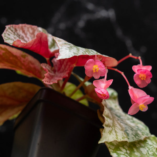 Begonia 'Snow Capped' variegated (wk2-A)