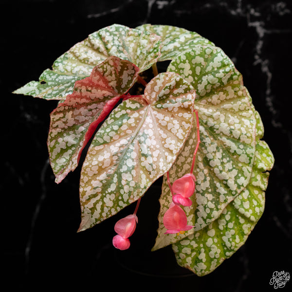 Begonia 'Snow Capped' variegated (wk2-A)