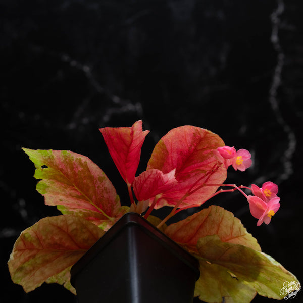 Begonia 'Snow Capped' variegated (wk2-A)