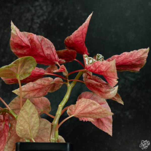 Begonia 'Snow Capped' variegated (wk3-A)