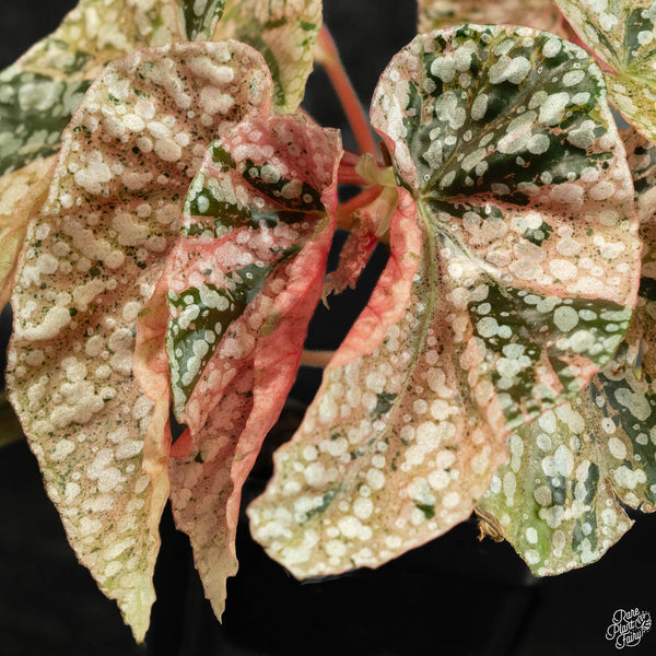 Begonia 'Snow Capped' variegated (wk3-A)