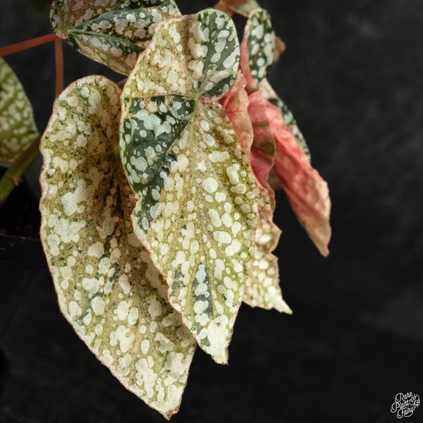 Begonia 'Snow Capped' variegated (wk3-A)