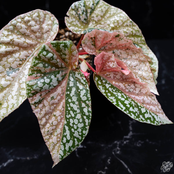 Begonia 'Snow Capped' variegated (wk4-A)