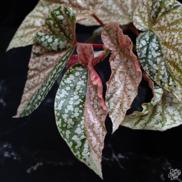 Begonia 'Snow Capped' variegated (wk4-A)