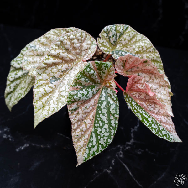 Begonia 'Snow Capped' variegated (wk4-A)