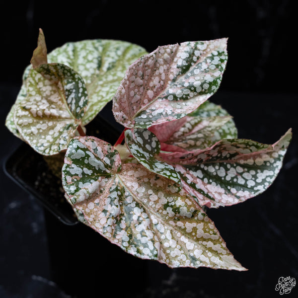 Begonia 'Snow Capped' variegated (wk4-B)