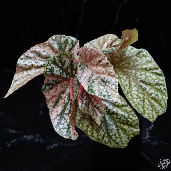 Begonia 'Snow Capped' variegated (wk4-B)