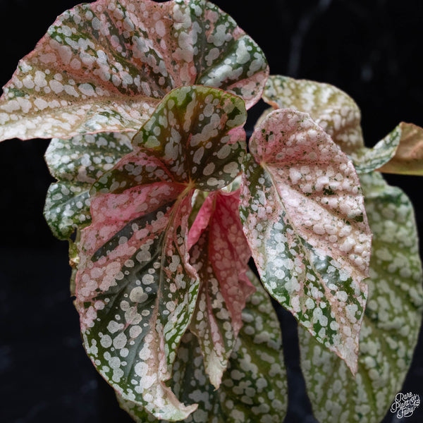 Begonia 'Snow Capped' variegated (wk4-B)