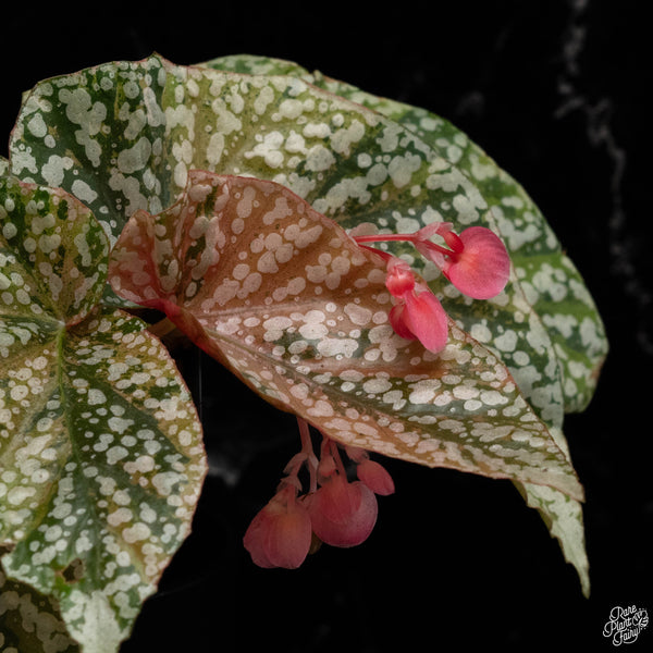 Begonia 'Snow Capped' variegated (A49)