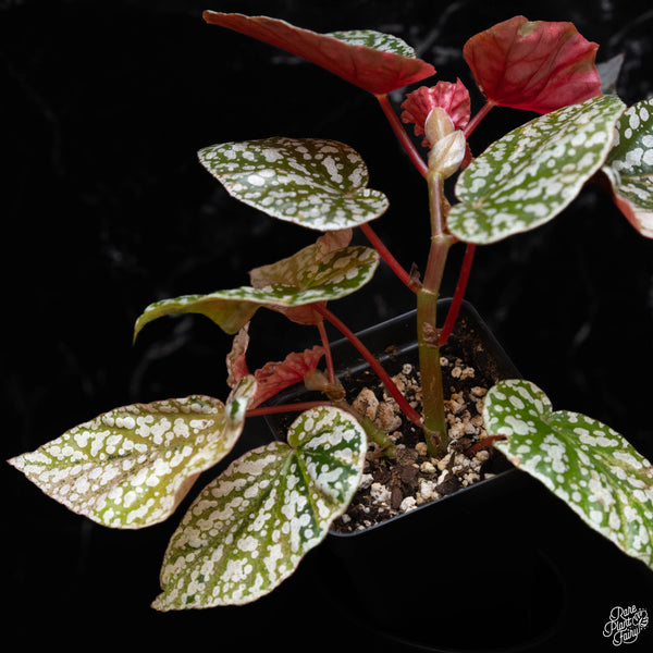 Begonia 'Snow Capped' variegated (A51)