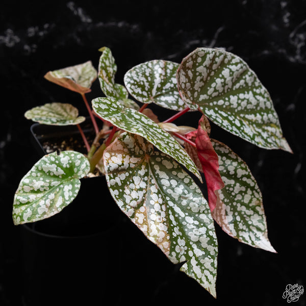 Begonia 'Snow Capped' variegated (A51)