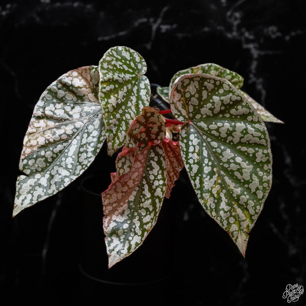 Begonia 'Snow Capped' variegated (A51)