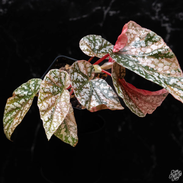 Begonia 'Snow Capped' variegated (B51)