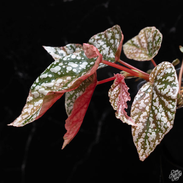 Begonia 'Snow Capped' variegated (B51)