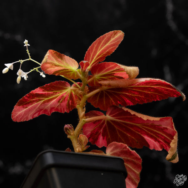 Begonia 'Withlacoochee' variegated (A50)