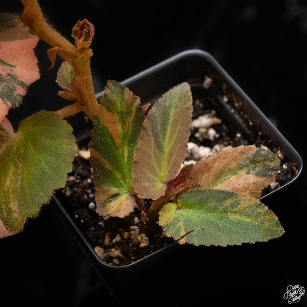 Begonia 'Withlacoochee' variegated (A50)