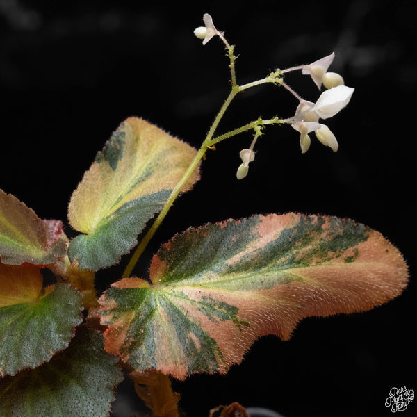 Begonia 'Withlacoochee' variegated (A50)