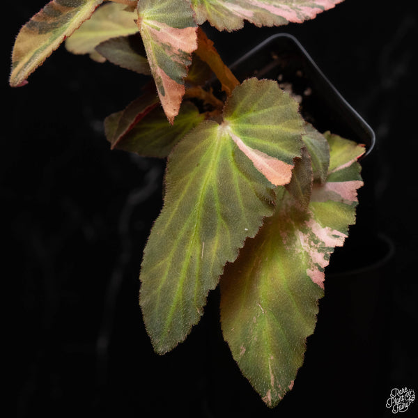 Begonia 'Withlacoochee' variegated (B50)