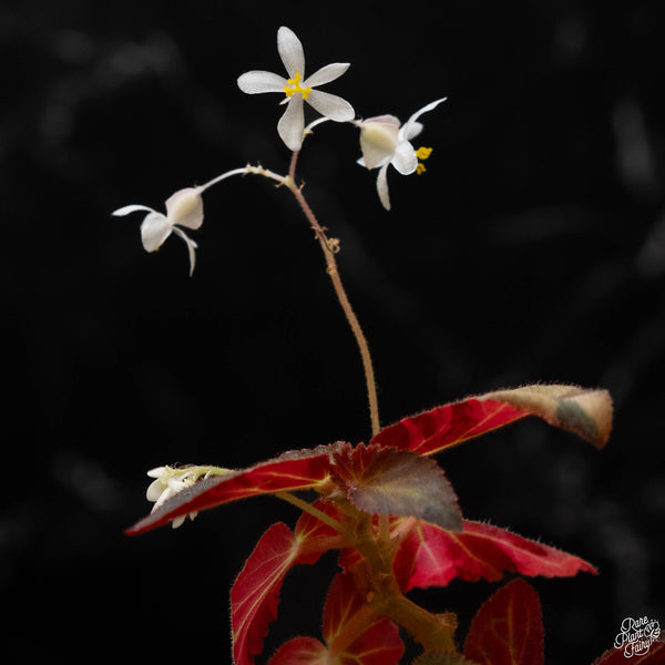 Begonia 'Withlacoochee' variegated (B50)