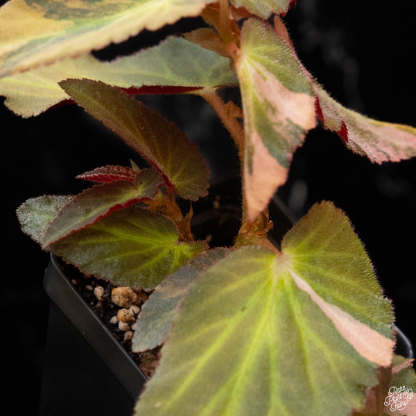 Begonia 'Withlacoochee' variegated (B50)