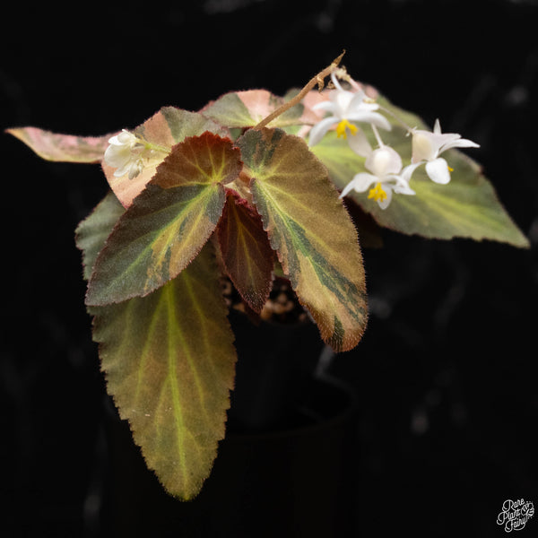 Begonia 'Withlacoochee' variegated (B50)