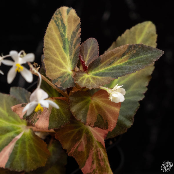 Begonia 'Withlacoochee' variegated (B50)