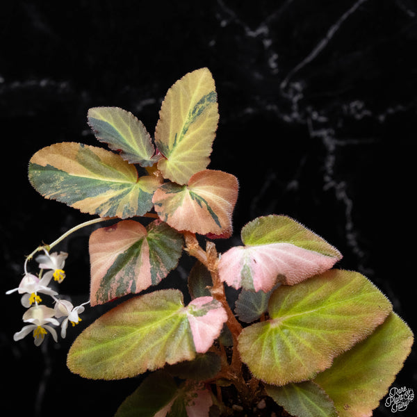 Begonia 'Withlacoochee' variegated (A52)