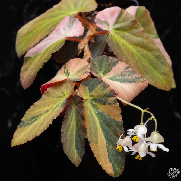 Begonia 'Withlacoochee' variegated (A52)