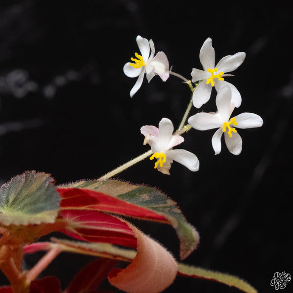 Begonia 'Withlacoochee' variegated (A52)