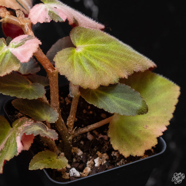 Begonia 'Withlacoochee' variegated (A52)