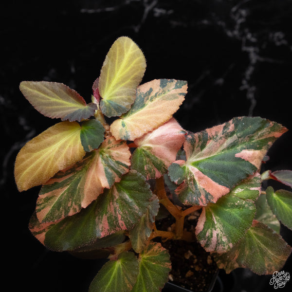 Begonia 'Withlacoochee' variegated (B52)