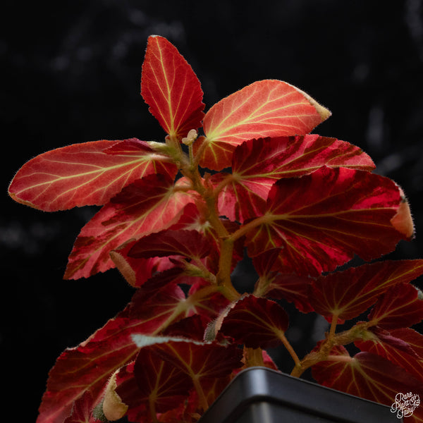 Begonia 'Withlacoochee' variegated (B52)