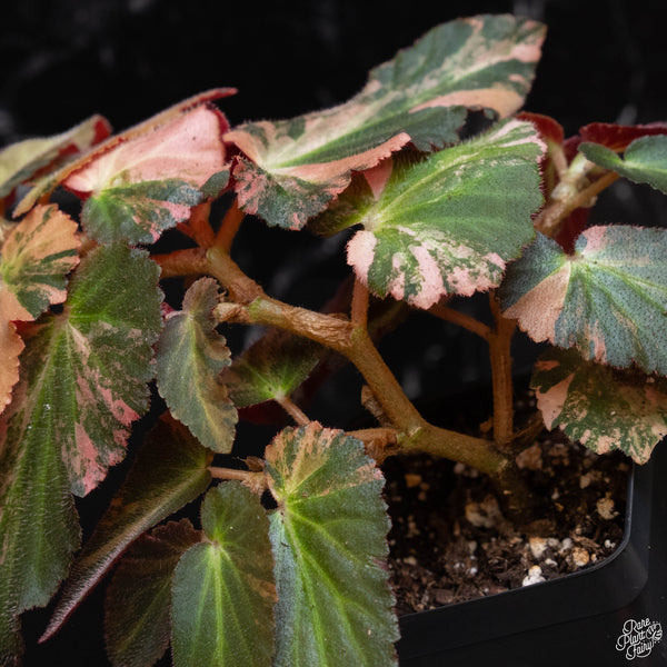 Begonia 'Withlacoochee' variegated (B52)