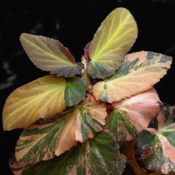 Begonia 'Withlacoochee' variegated (B52)