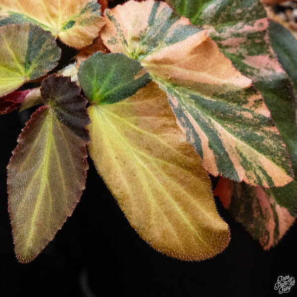 Begonia 'Withlacoochee' variegated (B52)