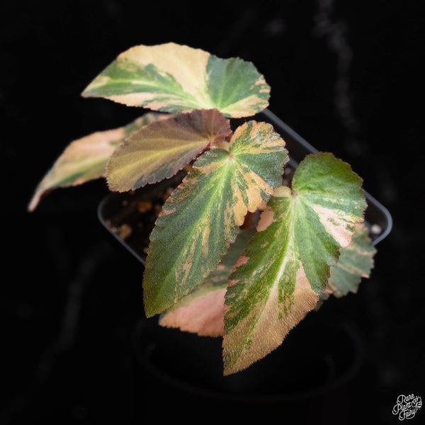 Begonia 'Withlacoochee' variegated (1A)