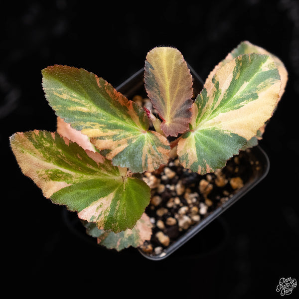 Begonia 'Withlacoochee' variegated (1A)