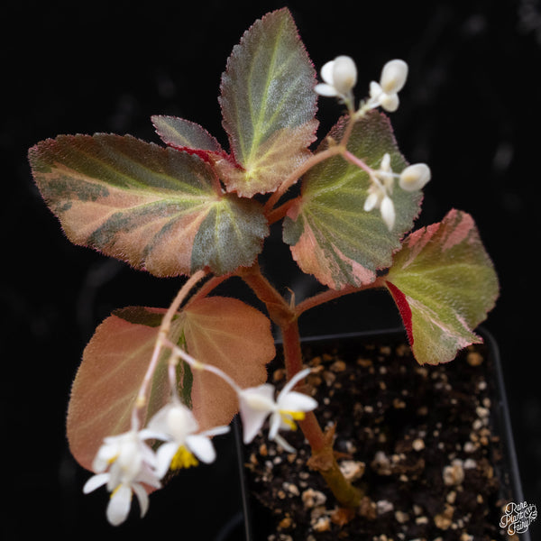 Begonia 'Withlacoochee' variegated (1B)