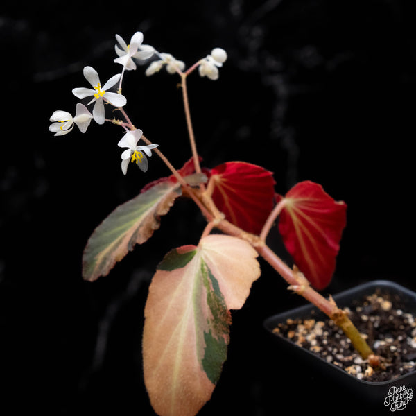 Begonia 'Withlacoochee' variegated (1B)