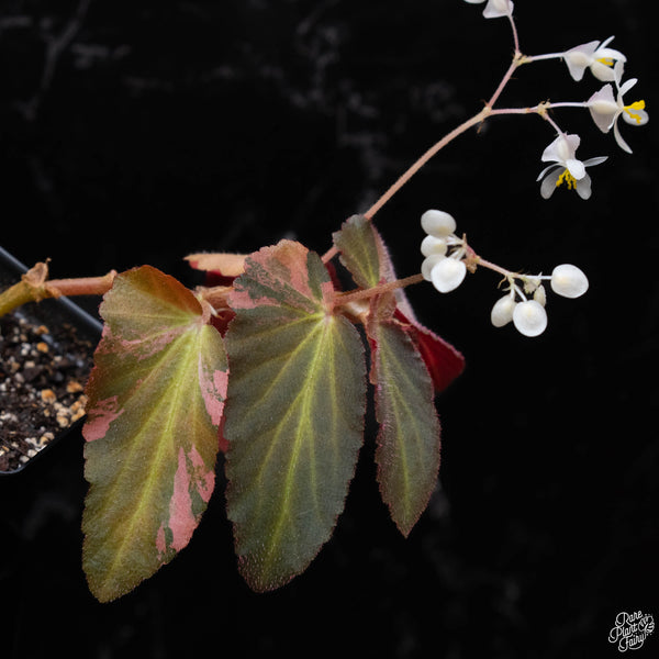 Begonia 'Withlacoochee' variegated (1B)