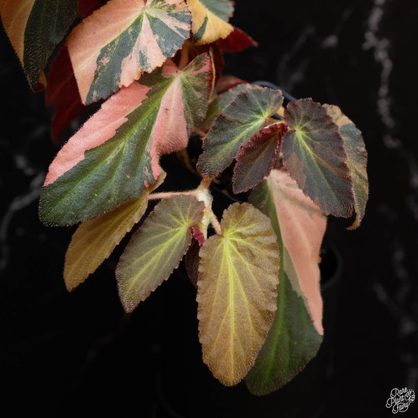 Begonia 'Withlacoochee' variegated (wk2-A)