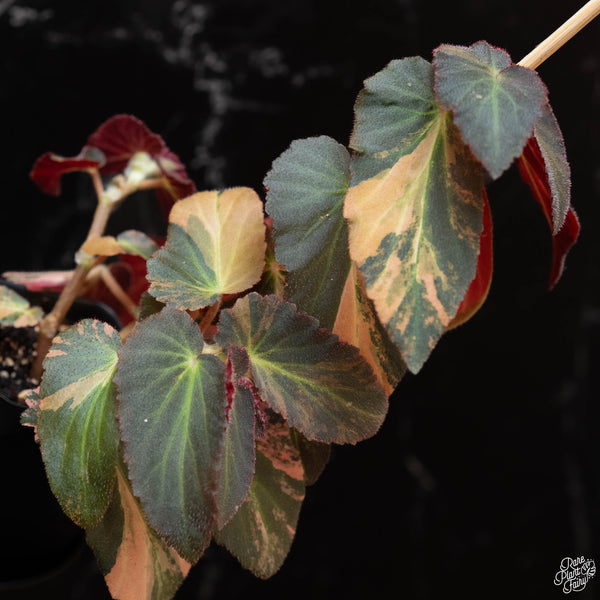 Begonia 'Withlacoochee' variegated (wk2-A)